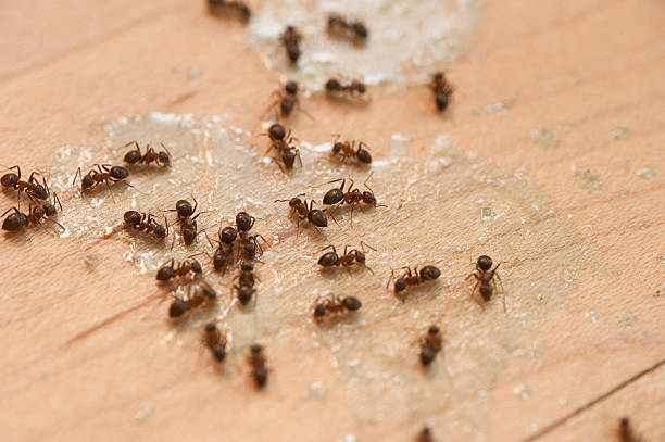 Best Spider Control Near Me  in Woodinville, WA