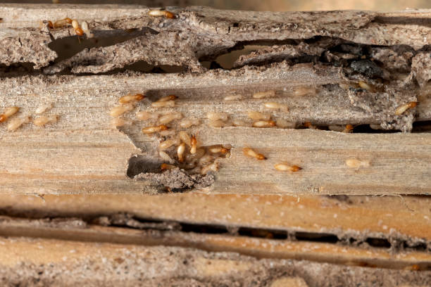 Best Emergency Pest Control  in Woodinville, WA